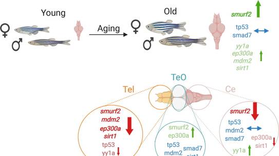 UMRAM’dan Yeni Bir Makale: Expression Levels of SMAD Specific E3 Ubiquitin Protein Ligase 2 (Smurf2) and its Interacting Partners Show Region-specific Alterations During Brain Aging