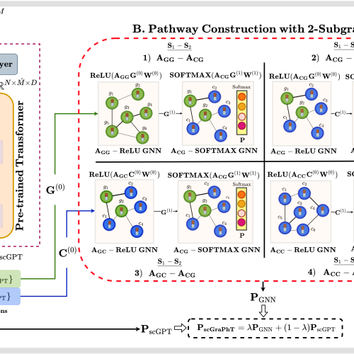 scGraPhT: Merging Transformers and Graph Neural Networks for Single-Cell Annotation