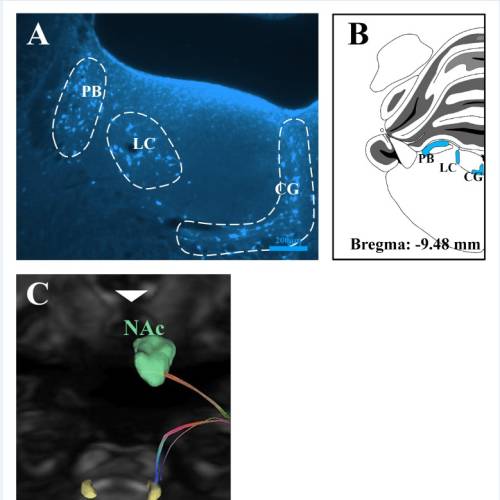 Dr. Algın and his research collaborators have published a study titled ‘’Primary and nonprimary auditory cortex connectivity with brain regions involved in cognitive and emotional processing: in mouse and human’’ in the internationally respected journal Hearing Research.