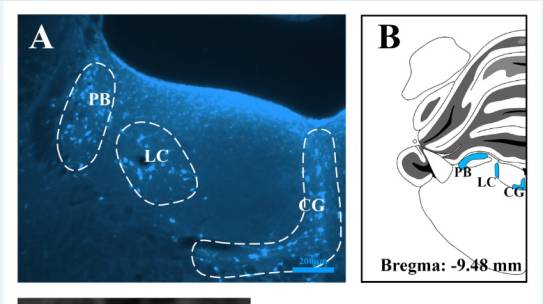 Dr. Algın and his research collaborators have published a study titled ‘’Primary and nonprimary auditory cortex connectivity with brain regions involved in cognitive and emotional processing: in mouse and human’’ in the internationally respected journal Hearing Research.